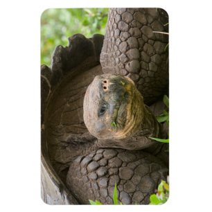 Íman Tartaruga gigante