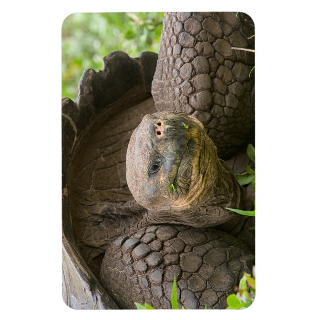 Íman Tartaruga gigante (Vertical)
