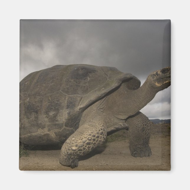Íman Tartaruga gigante de Galápagos Geochelone (Frente)