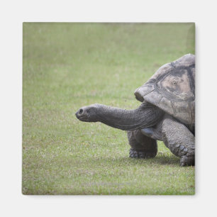 Íman Tartaruga gigante na grama