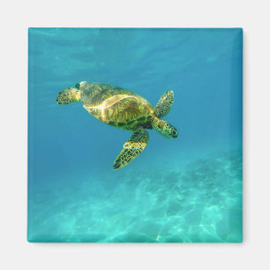 Íman Tartaruga marinha nadando em água oceânica turqu