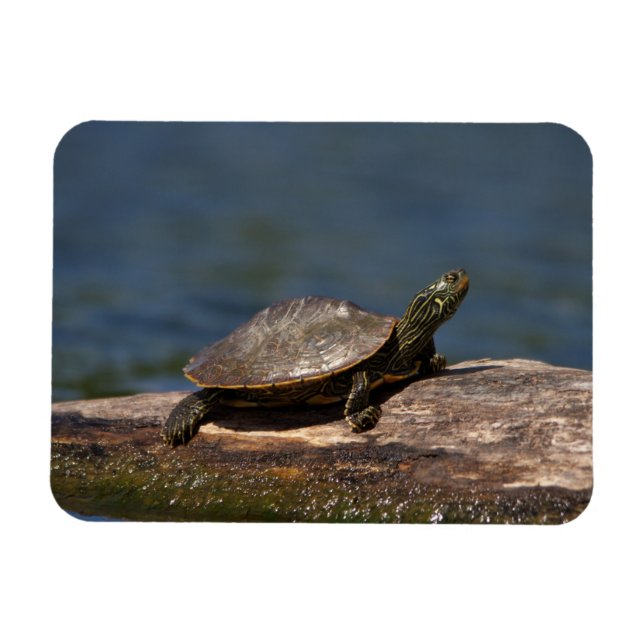 Íman Tartaruga pintada em um tronco (Horizontal)