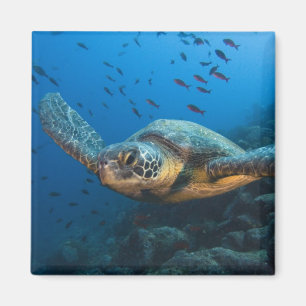 Íman Tartaruga Preta (Verde) (Chelonia agassizi)