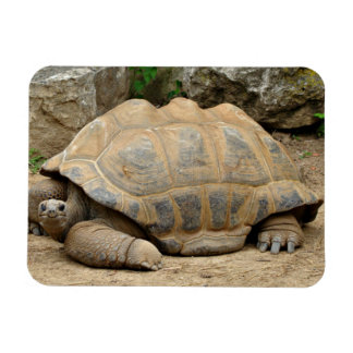 Íman Tartaruga Sorridente