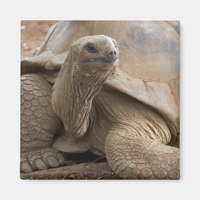 Íman Tartaruga terrestre de Aldabra das Seychelles (Frente)