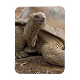 Íman Tartaruga terrestre de Aldabra das Seychelles