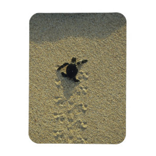 Íman Tartaruga Verde, (Chelonia mydas), filhote