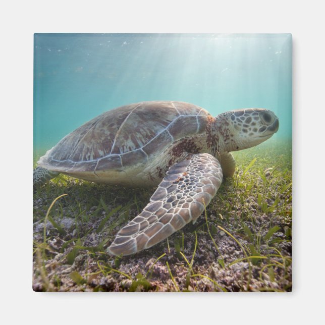 Íman Tartaruga Verde Em Dusk | Baía de Akumal (Frente)