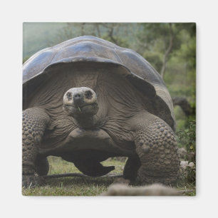 Íman Tartarugas Gigantes de Galápagos Geochelone