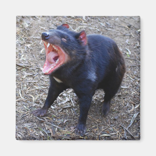 Íman Tasmânia Devil Magnet (Frente)