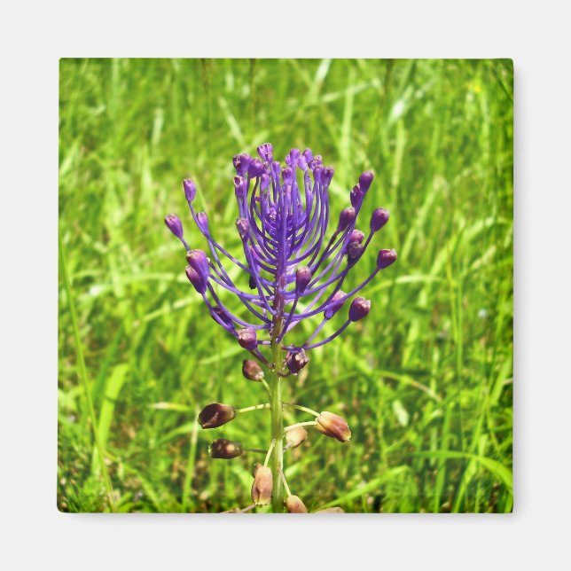 Íman Tassel-Hyacinth Magnet (Frente)