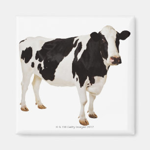 Íman Taurus do Bos da vaca de Holstein