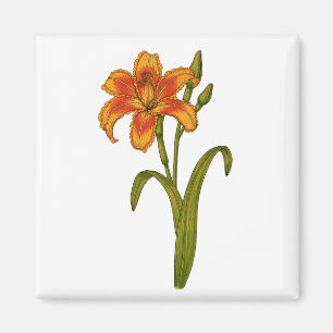 Íman Tawny Daylily