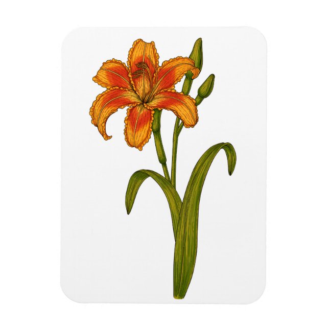 Íman Tawny Daylily (Vertical)