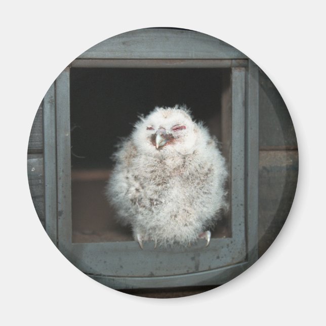 Íman Tawny Owl (Frente)