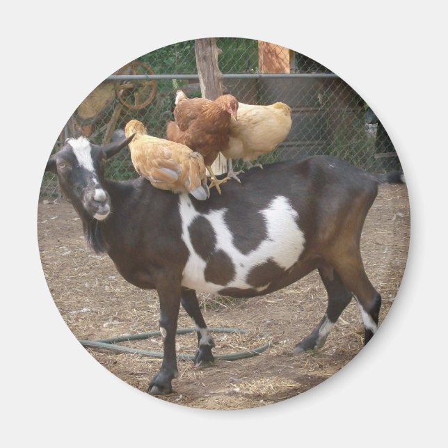 Íman Táxi de cabra (Frente)