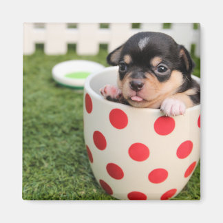 Íman Teacup Chihuahua Puppy