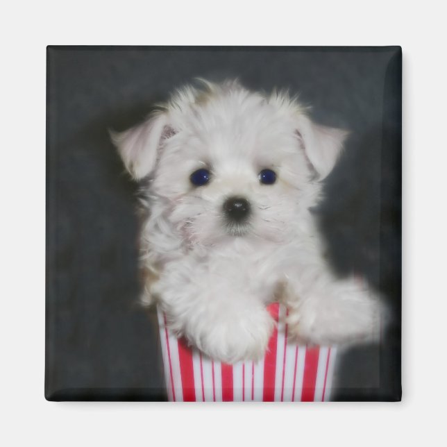 Íman teacup maltese (Frente)