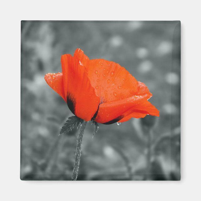 Íman Tecla de cor Ímã Poppy (Frente)