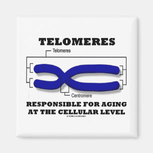 Íman Telomeres responsável para envelhecer a nível
