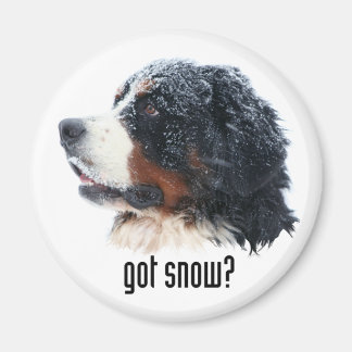 Íman tem neve? Bernese Magnet