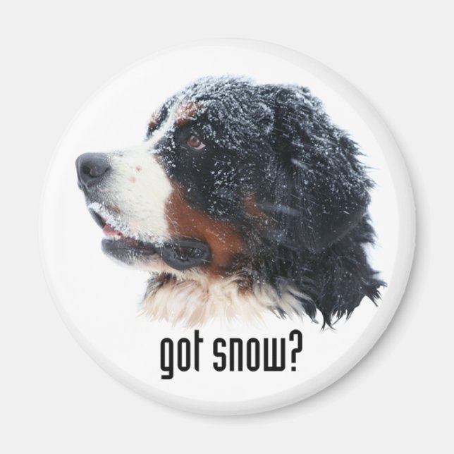 Íman tem neve? Bernese Magnet (Frente)
