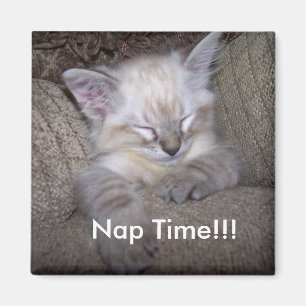 Íman tempo da sesta do ímã do cacifo…