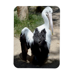 Íman Tempo Pelicano Para Preen, Magnet