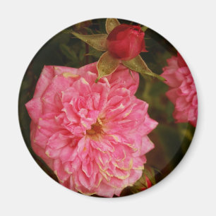 Íman Tempos Passados