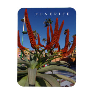 Íman Tenerife Aloe Vera flores vê imã de geladeira