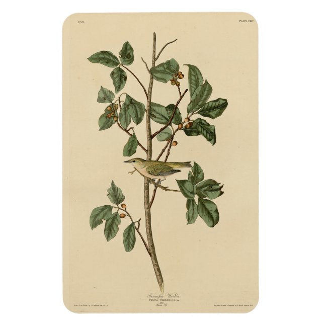 Íman Tennessee Warbler, das Aves da América de Audubon (Vertical)