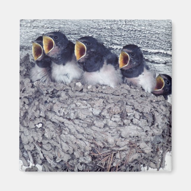 Íman tenra andorinha (Frente)