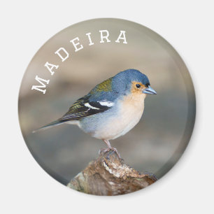 Íman Tentilhão azul da Madeira (Fringilla maderensis)