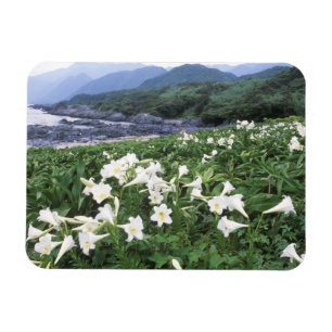 Íman Teppo Yuri (Lírio), Yakushima, Kagoshima, Japão