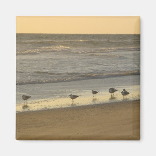 Íman Terns Birds Sunrise Beach Ocean