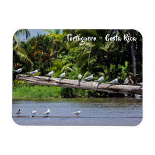 Íman Terns reais, estuário do rio Tortuguero - Costa Ri