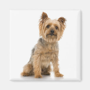 Íman Terrier