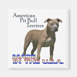 Íman Terrier de pitbull americanos: Ímã quadrado