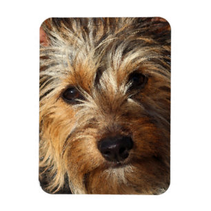 Íman Terrier de seda australiano