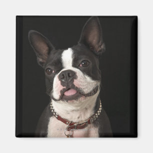 Íman Terrier de sorriso de Boston com colar