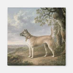 Íman Terrier em um trajeto em uma paisagem arborizada