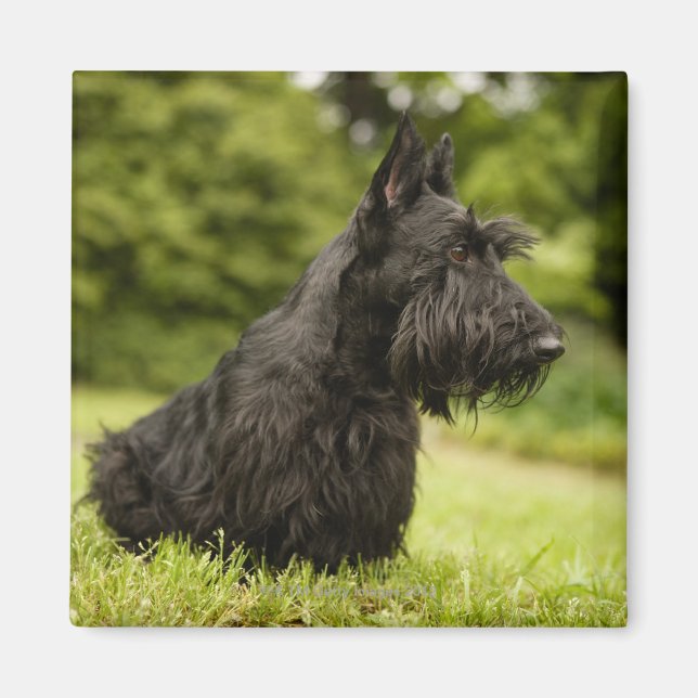 Íman Terrier escocês (Frente)
