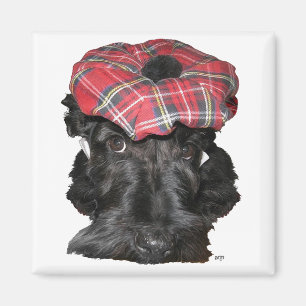 Íman Terrier Escocês em um Tam-o-Shanter