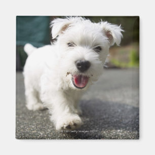 Íman Terrier ocidental fêmea semanas de idade das