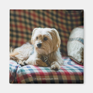 Íman Terrier que encontra-se em cobertura checkered