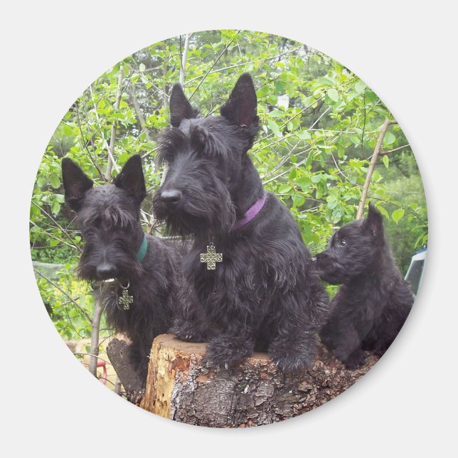 Íman Terriers escoceses (Frente)
