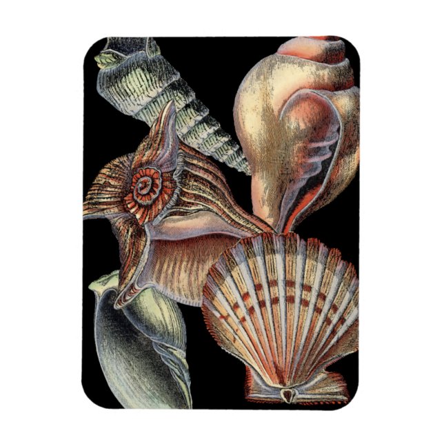 Íman Tesouros do mar (Vertical)