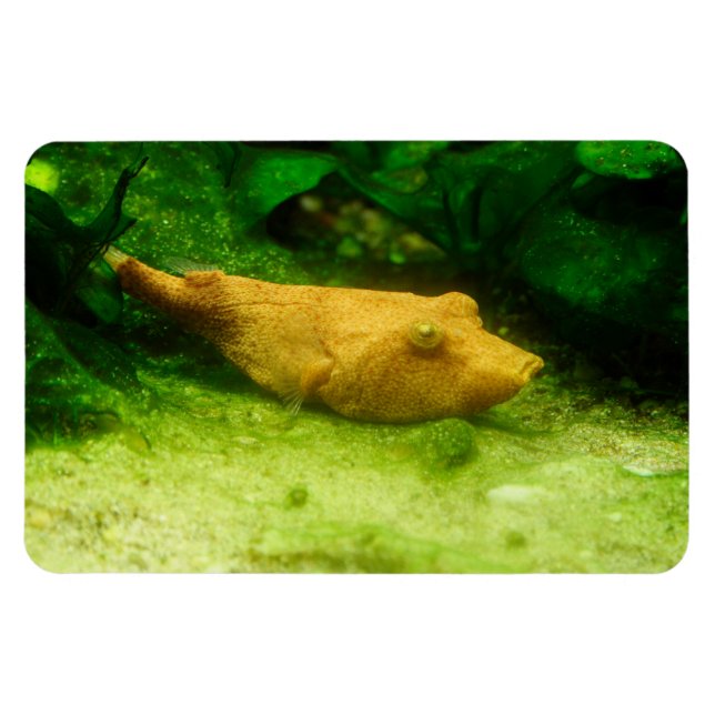 Íman Tetraodon miurus (Horizontal)