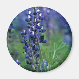 Íman Texas Bluebonnet-2-Best