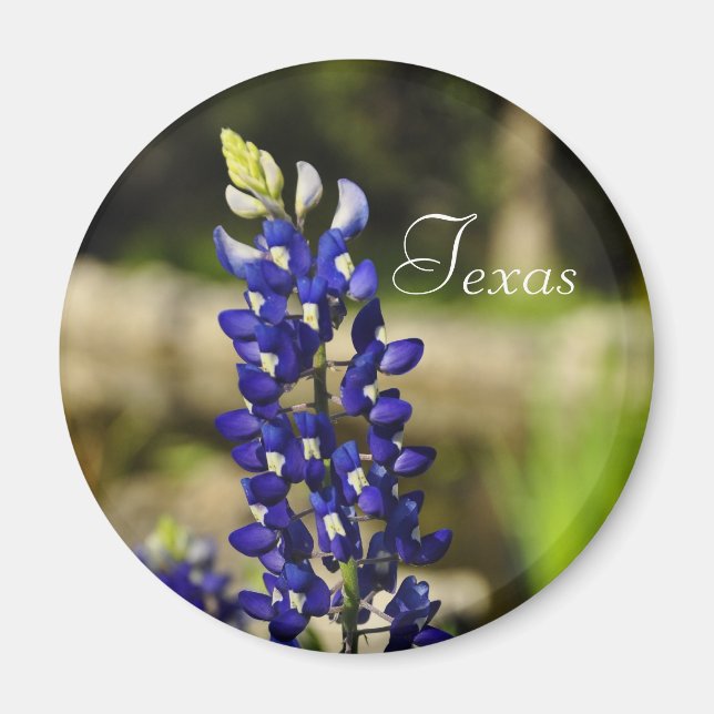 Íman Texas Bluebonnet Magnet (Frente)